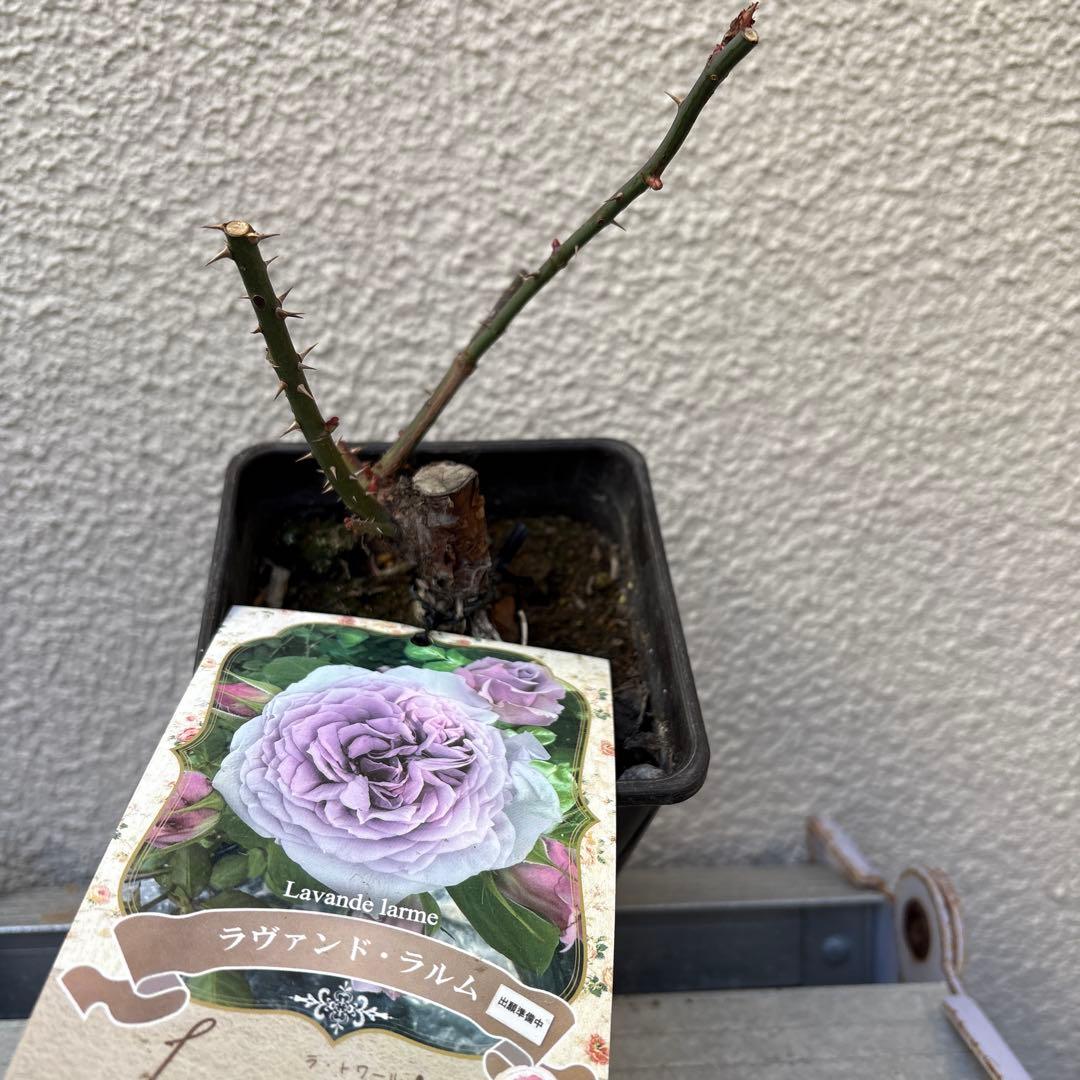 バラ苗　ラヴァンド・ラルム&カフェ・モカ　2苗セットプラ鉢ごとゆうゆうメルカリ便