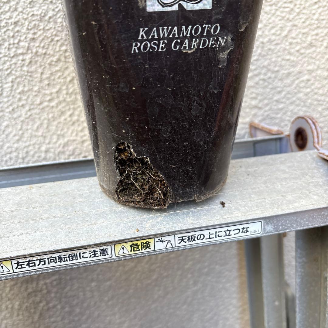 バラ苗　ラヴァンド・ラルム&カフェ・モカ　2苗セットプラ鉢ごとゆうゆうメルカリ便