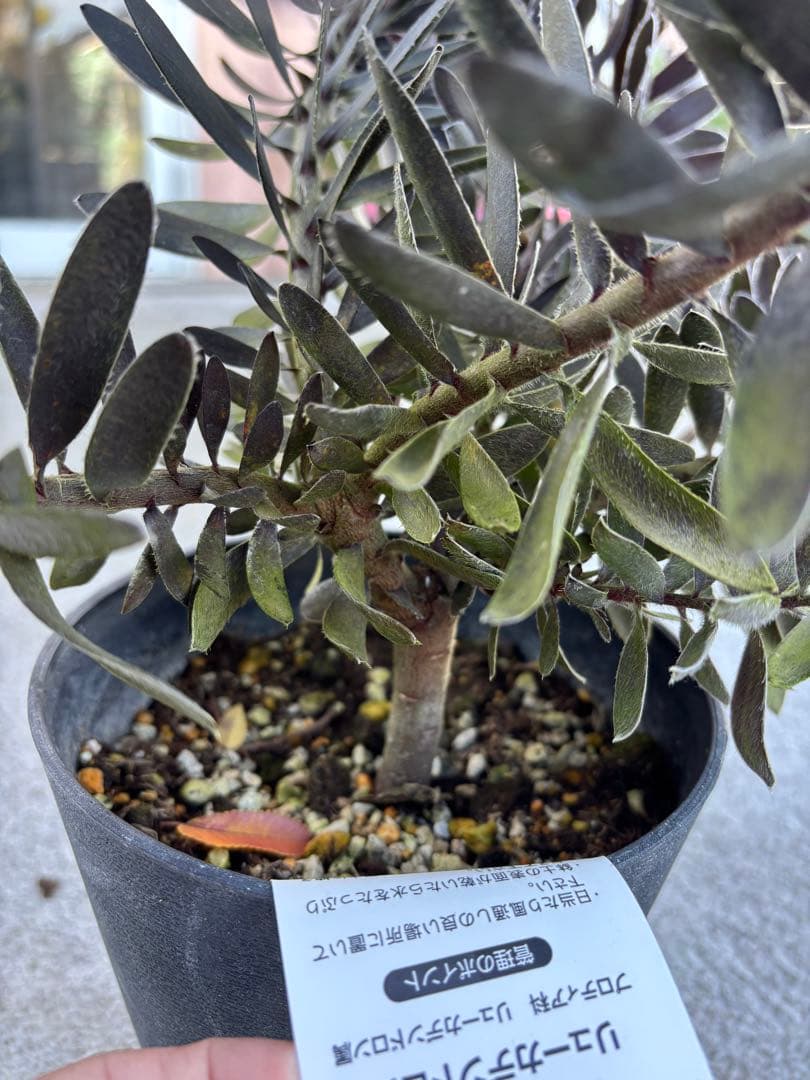 リューカデンドロン　デュリフ　2