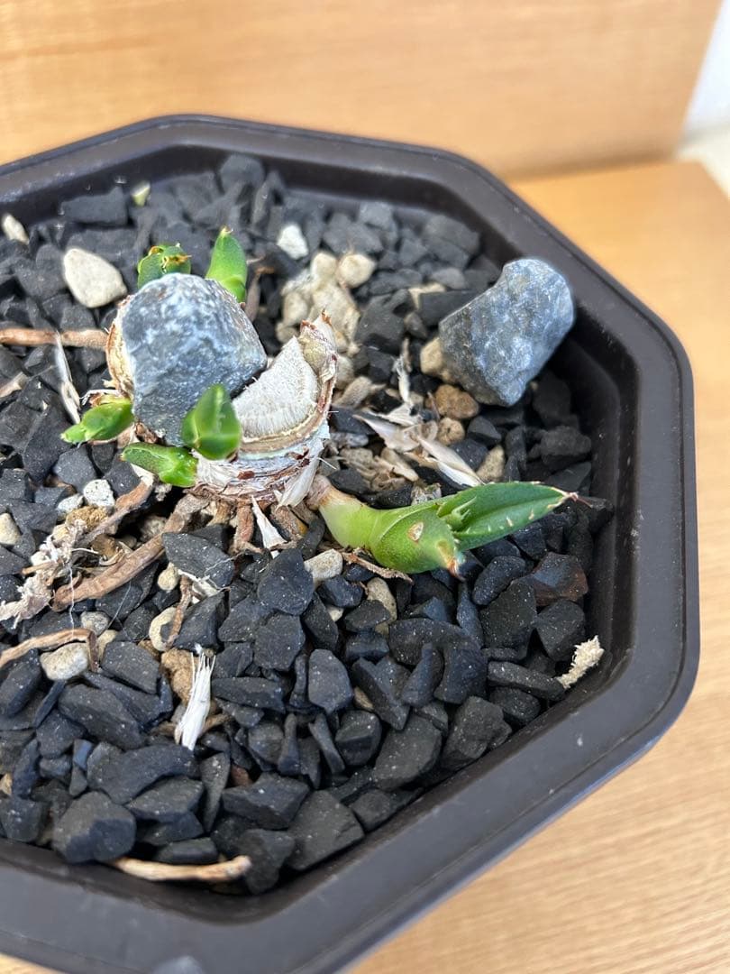 アガベ チタノタ　イタリアノーネーム　オテロイ実生　オテロイ実生　ハイブリッド