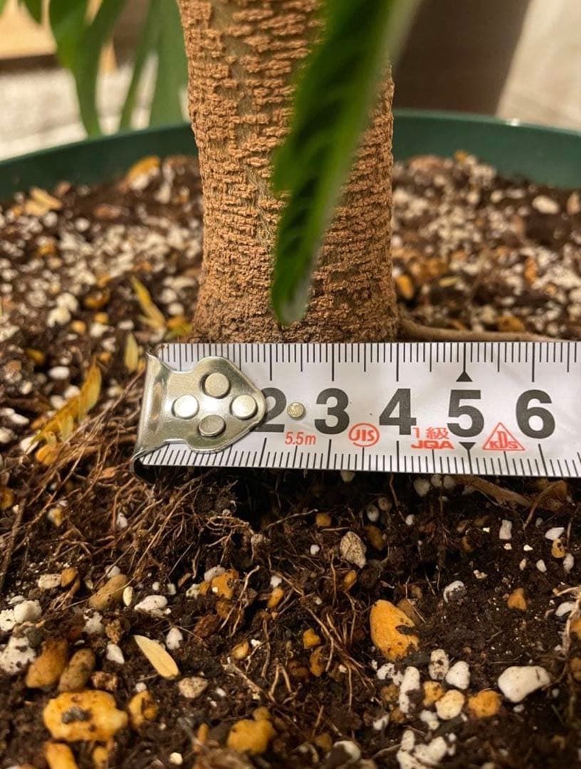 【2月末までです。引取限定 横浜】エバーフレッシュ9号 約230cm