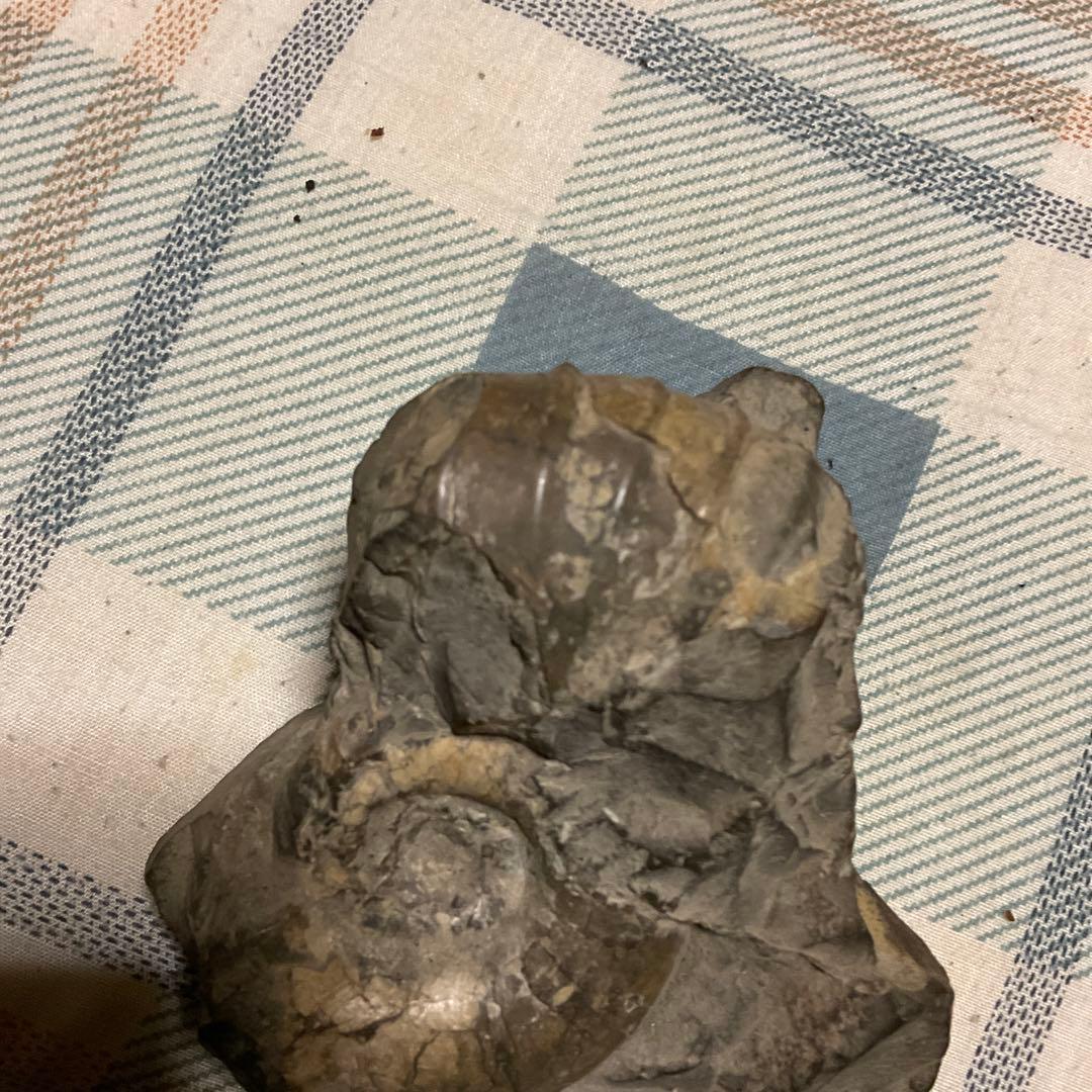 アンモナイトの化石　昭和５３年頃入手。【歴史の研究用に！】