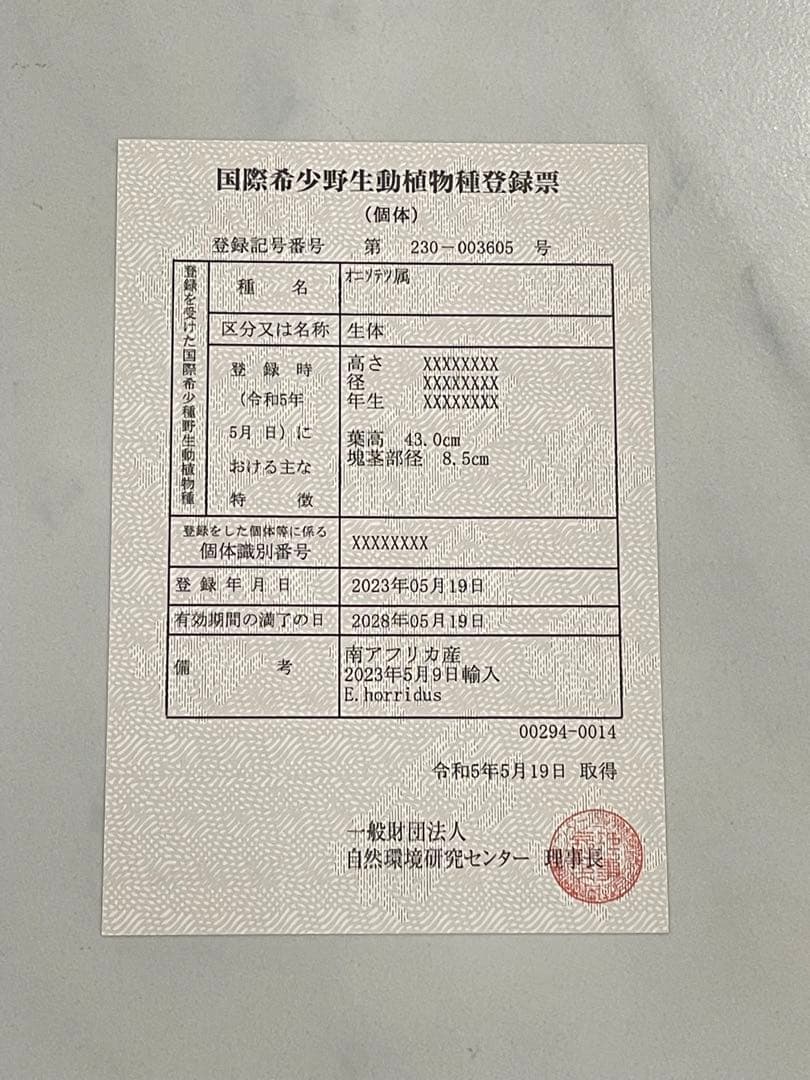 【南ア産】エンセファラルトス ホリダス(2025年12月最新画像あり)