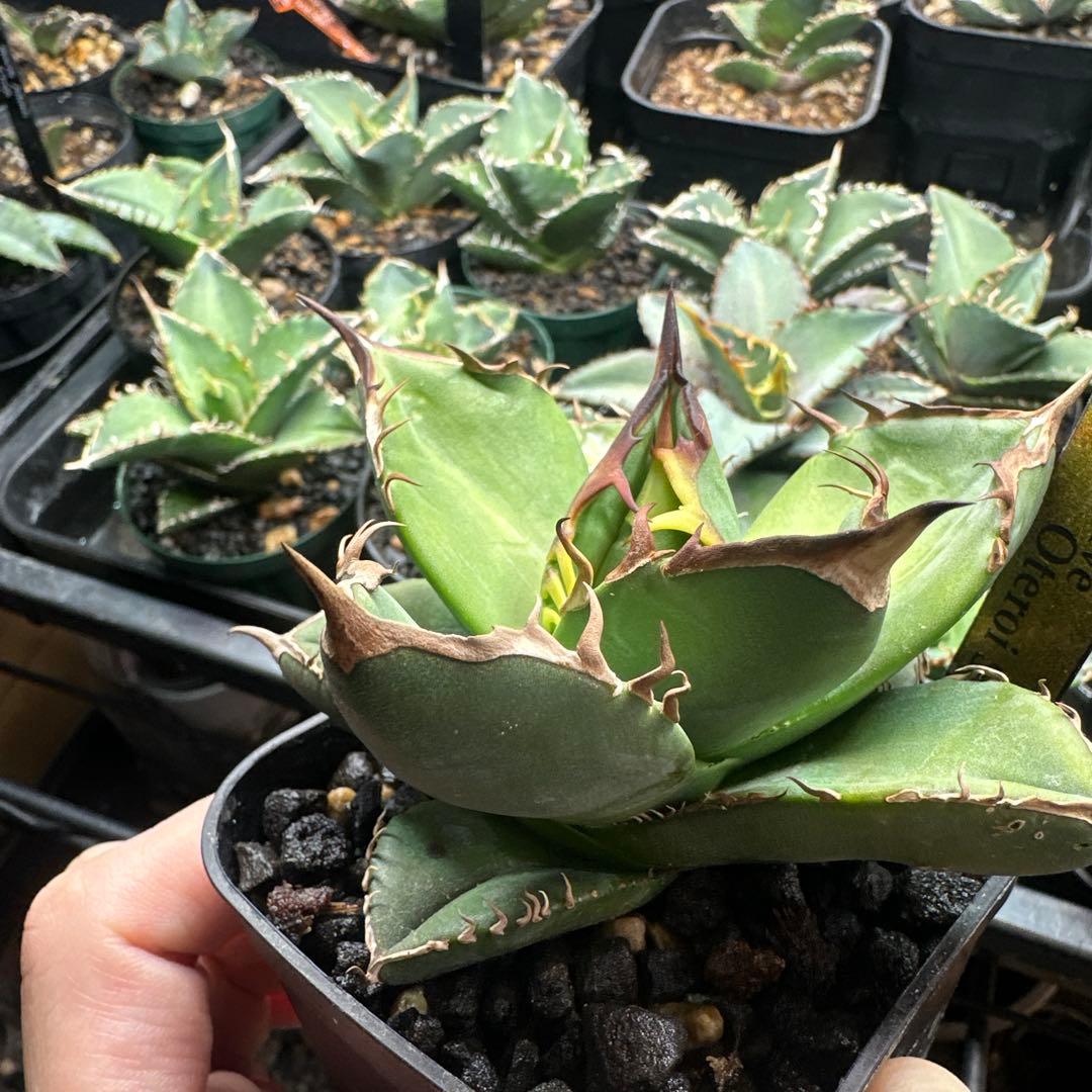 写真更新！　アガベ　オテロイ実生