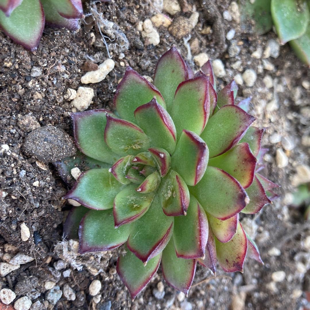 アーオーァライ　多肉植物　エケベリア　抜き苗　二頭1苗