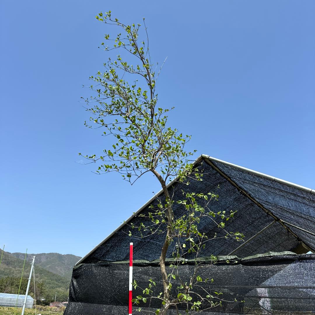 《お引き取り/本州配送可》シダレヤマボウシ/特大株【現品限り】