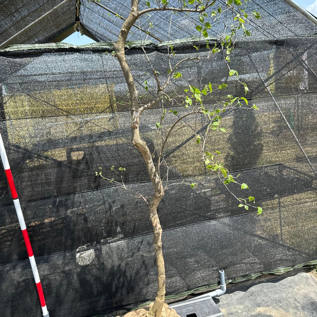 《お引き取り/本州配送可》シダレヤマボウシ/特大株【現品限り】