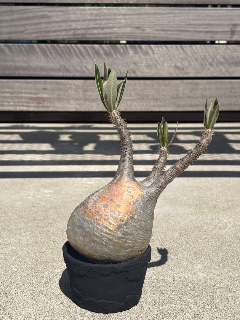 グラキリス 現地球 発根済み F.I.P鉢