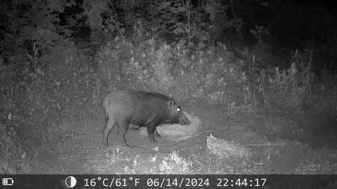 防犯カメラ WIFI対応 トレイルカメラ 小型 3200万画素 1080PフルA