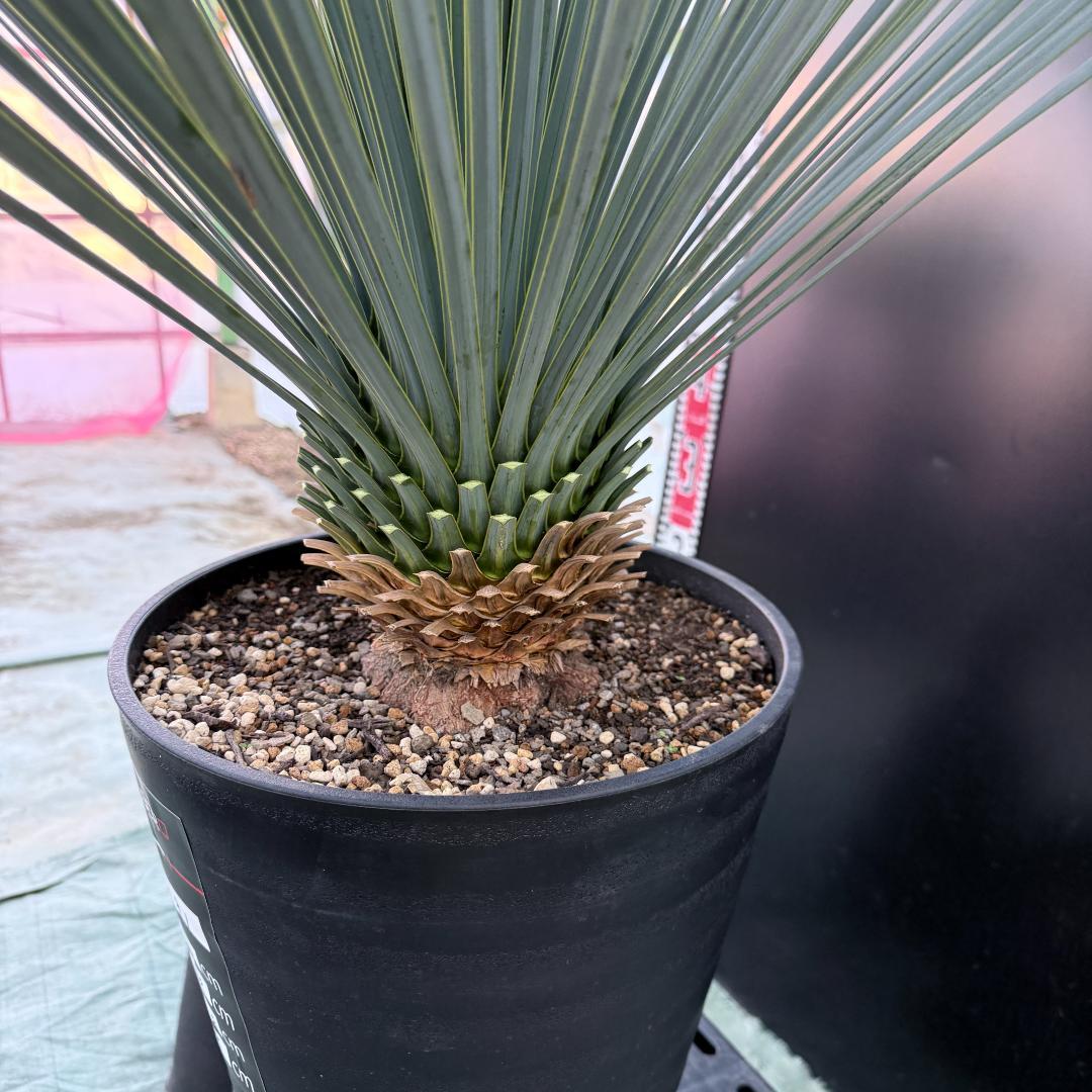 【AL1081】ユッカ　LA ALBERO　ランチョブルー　数量限定販売