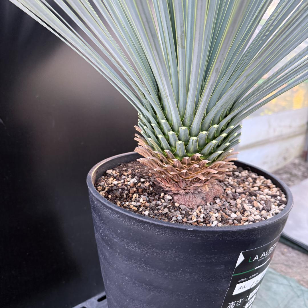 【AL1081】ユッカ　LA ALBERO　ランチョブルー　数量限定販売