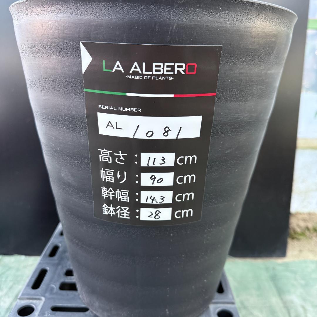 【AL1081】ユッカ　LA ALBERO　ランチョブルー　数量限定販売