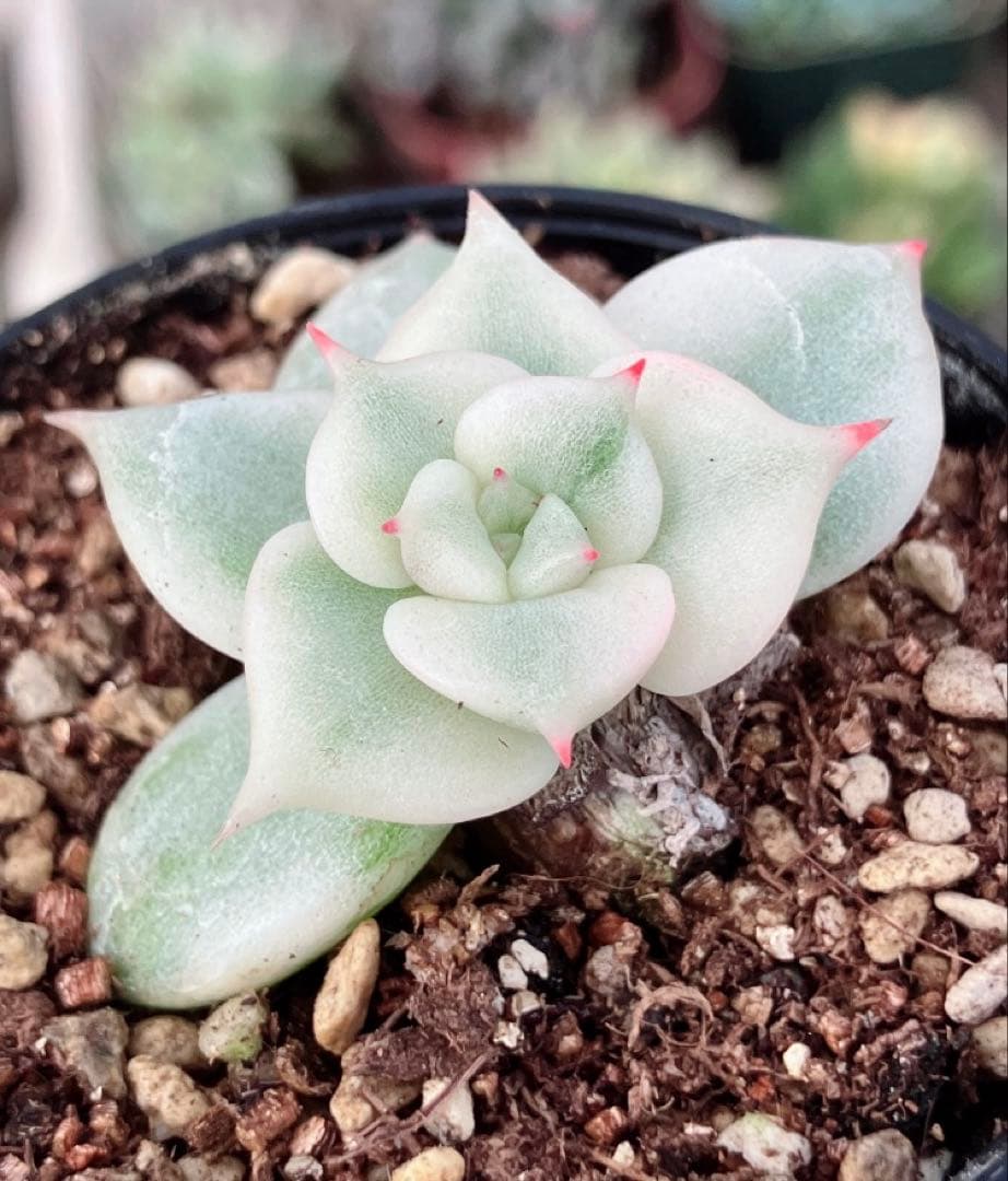 多肉植物　摘芯株　サファイア錦　抜き苗