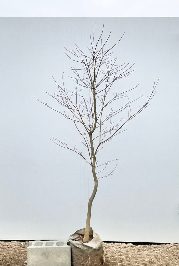 雨さん専用　コハウチワカエデ　単木/ 60