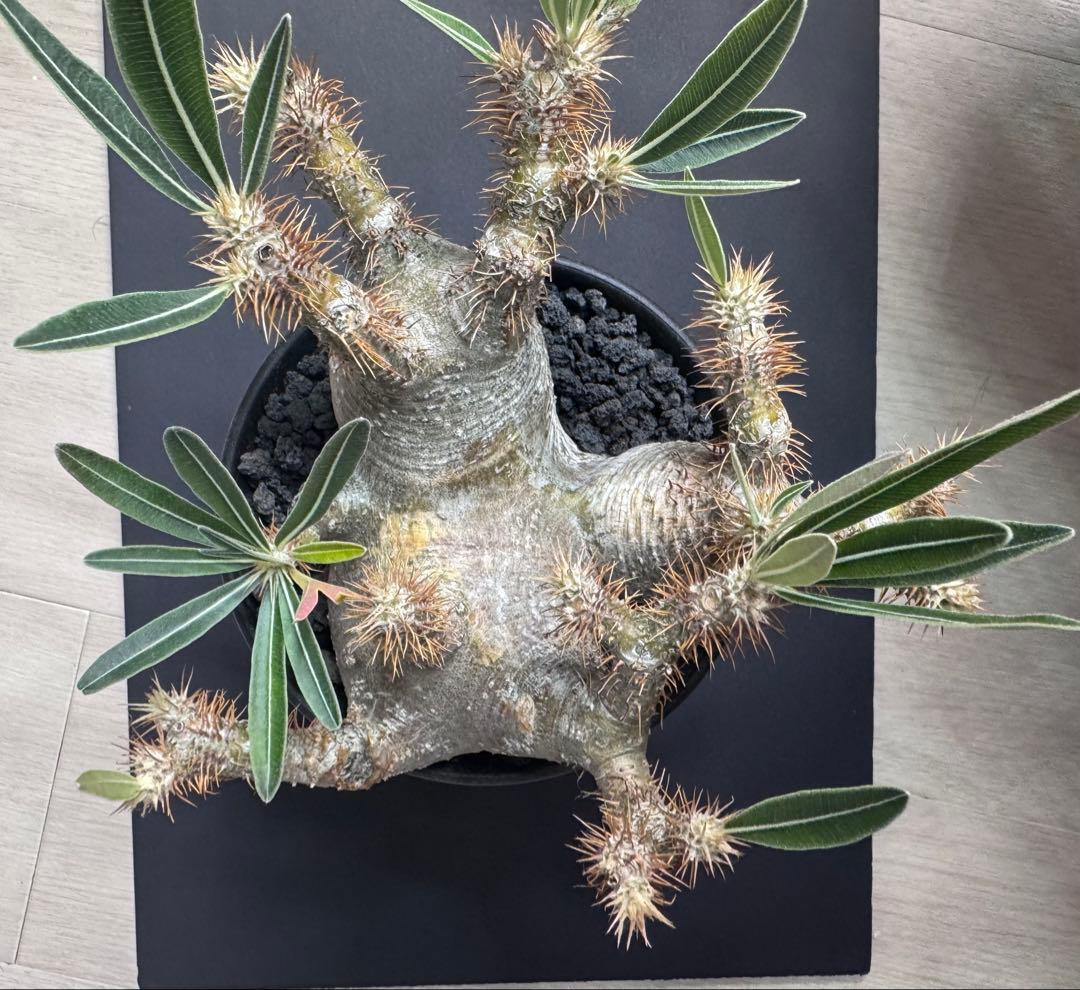 パキポディウム　グラキリス　象牙宮　多頭　三頭　現地球