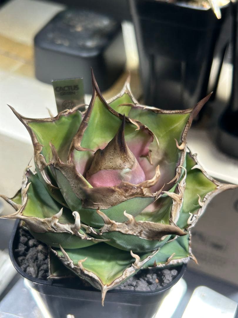 アガベ　トリケラトプス　白犀牛