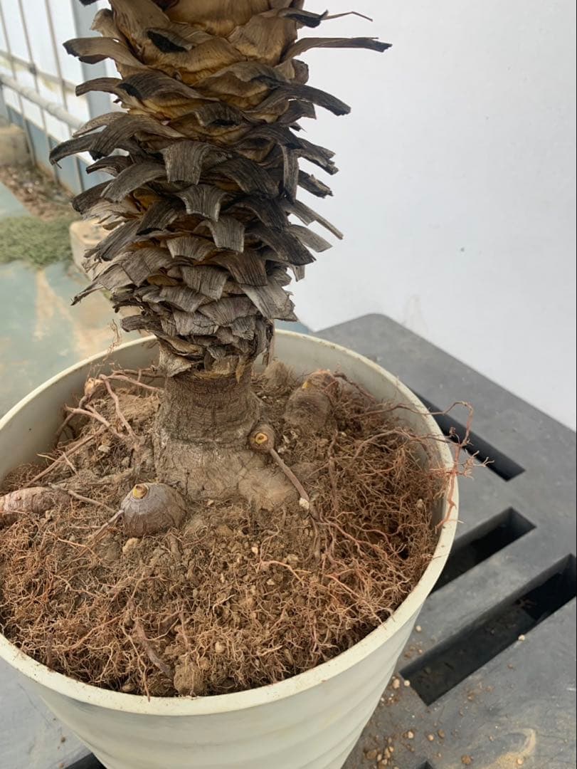 ユッカ　グロリオサ　散り斑　芋付き