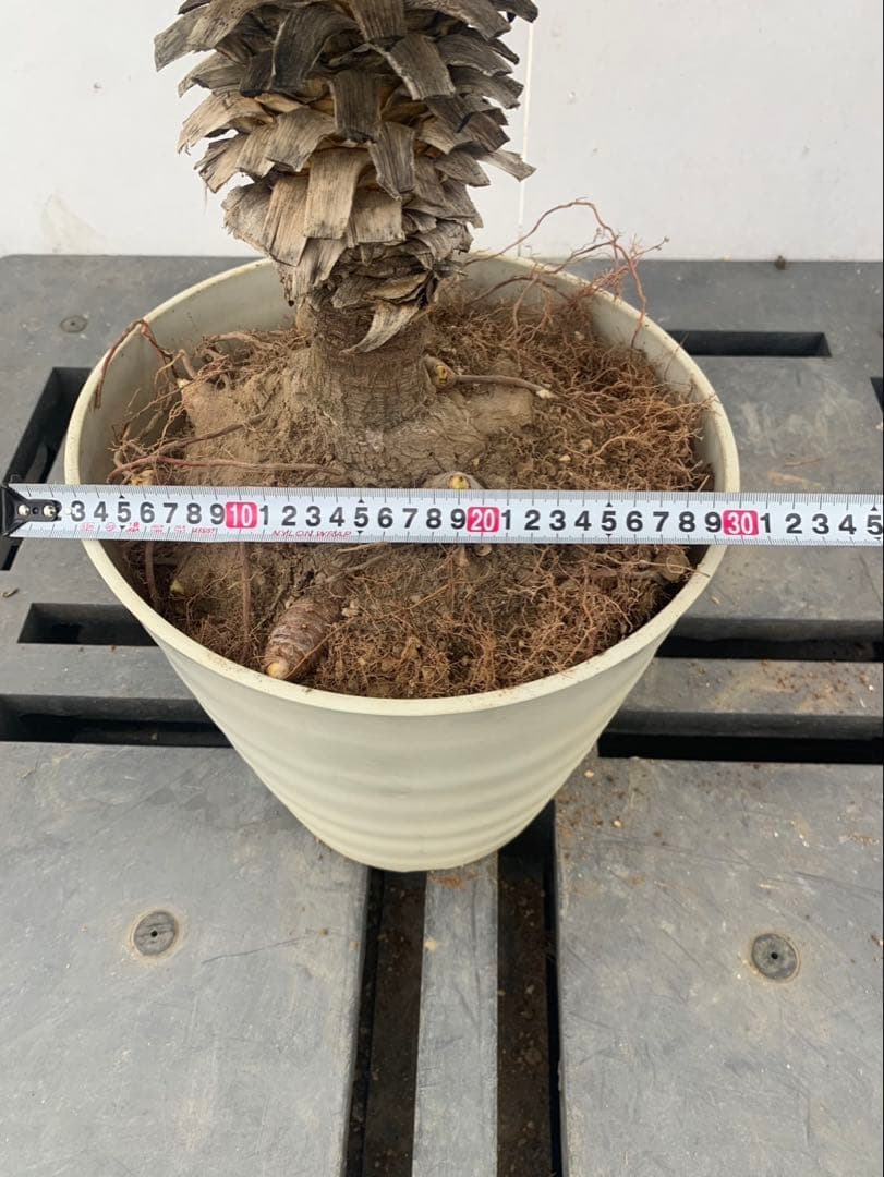 ユッカ　グロリオサ　散り斑　芋付き