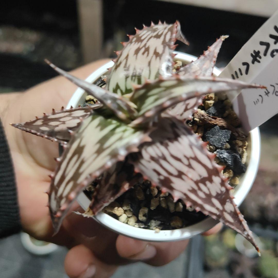 アロエ　ネオペキヘミ　（ペッキー×へミンギー選抜）カキコ