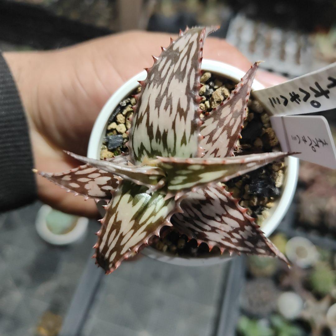 アロエ　ネオペキヘミ　（ペッキー×へミンギー選抜）カキコ