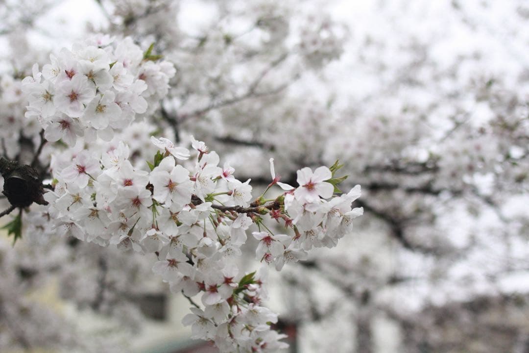 【値下げ】Canon EF 35mm f/2 単焦点レンズ