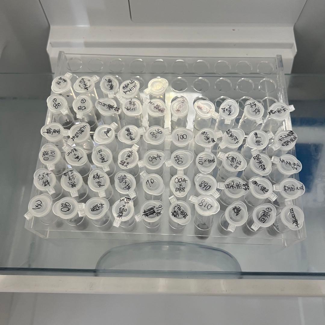 令和５年自宅産ハオルチア種子^ ^