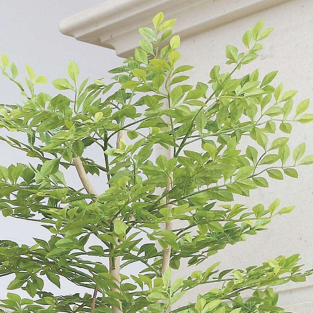 ☆日本製☆☆☆フェイクグリーン光の楽園 アーバンゴールデンリーフ高さ１．８ｍ