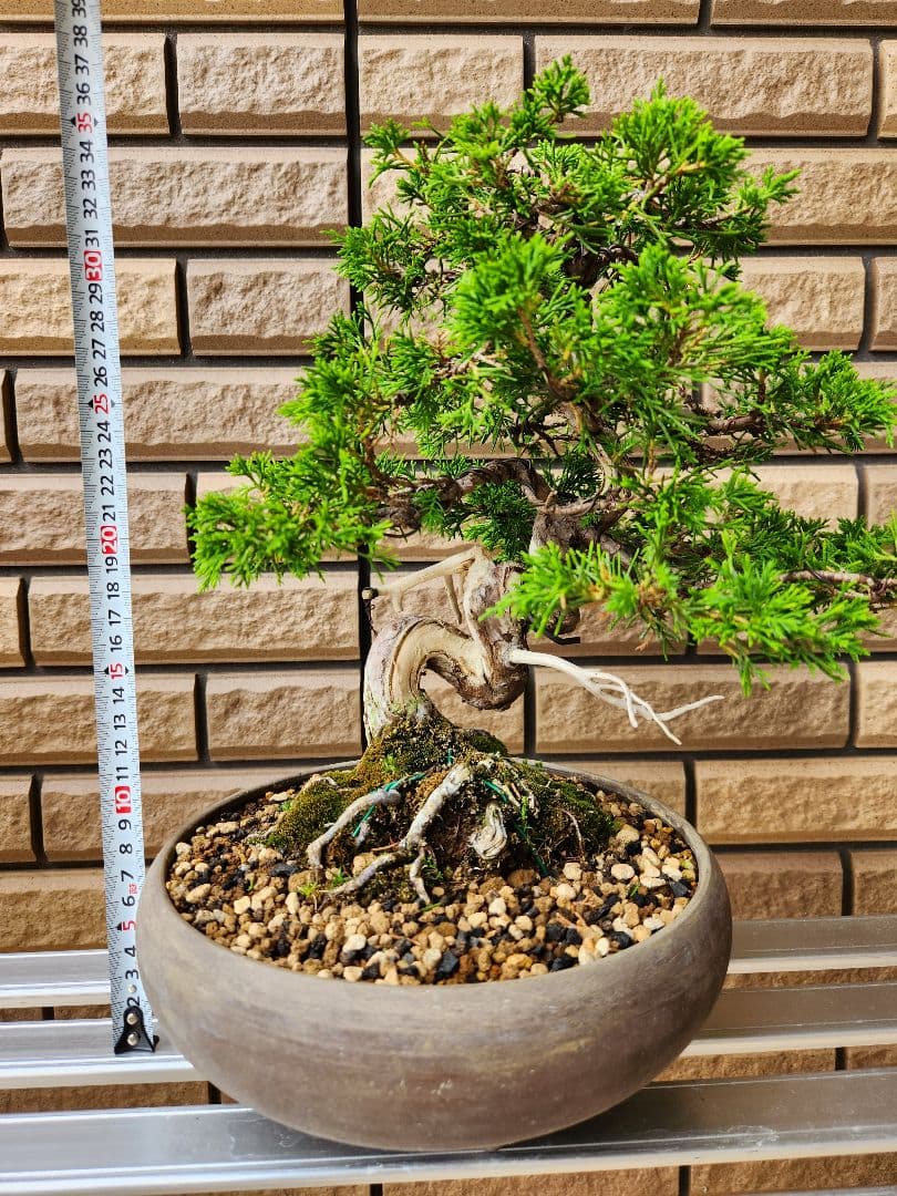 盆栽　真柏　盆栽鉢　植物