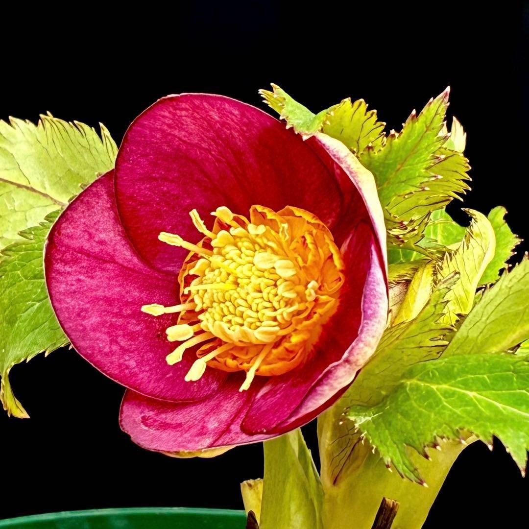 u*0様 541☘️蕾花タグ付☘️極上⭐️SD⭐️蜃気楼交配⭐️小輪⭐️紅赤/ゴ