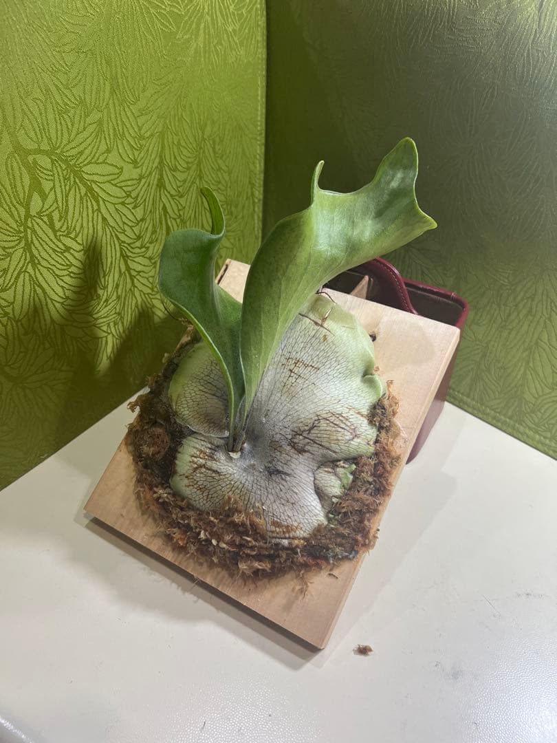 P.Hillii .Dragon OC②| ヒリー　ドラゴン　板付