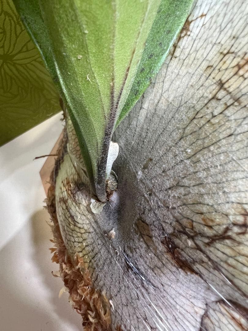 P.Hillii .Dragon OC②| ヒリー　ドラゴン　板付