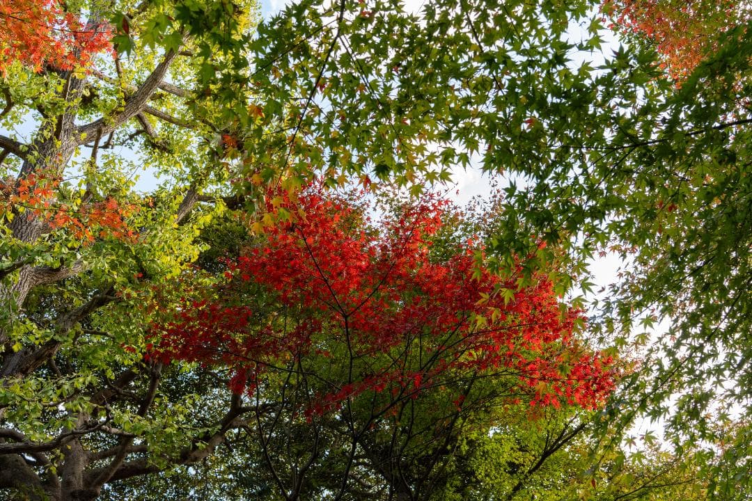 美品！SONY A7M4ボディー