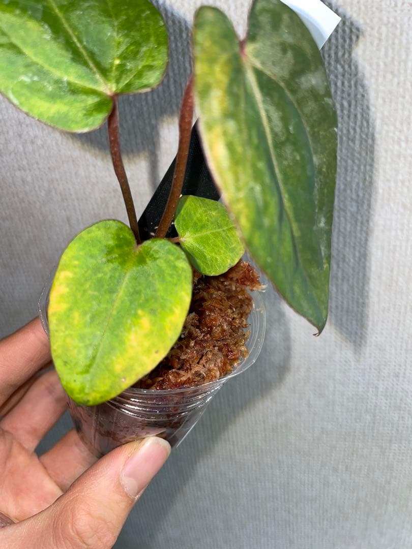 /*様 Anthurium AOS✖️RVDP斑入り