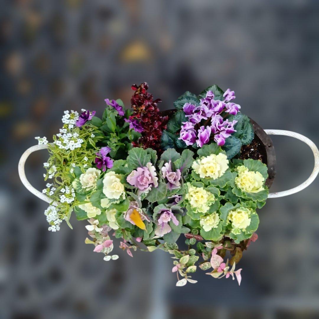 葉牡丹　ビオラ　シクラメン 等　寄せ植え 直径約38cm楕円形ウッドプランター