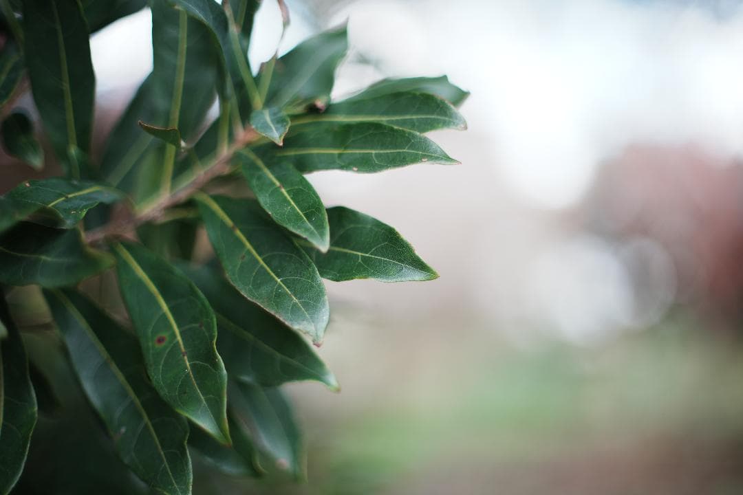 整&テスト Pentax Super Takumar 50mm F1.4 516