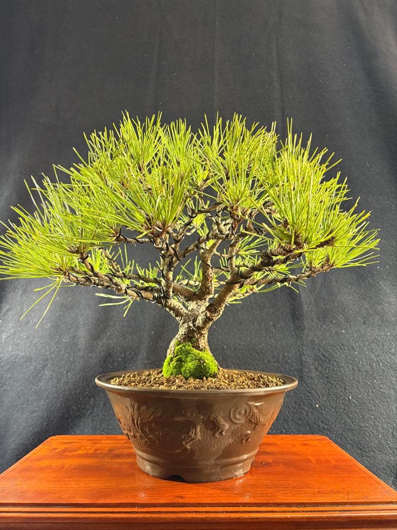 貴風盆栽、黒松、模様木(幹太) やや傷や汚れあり