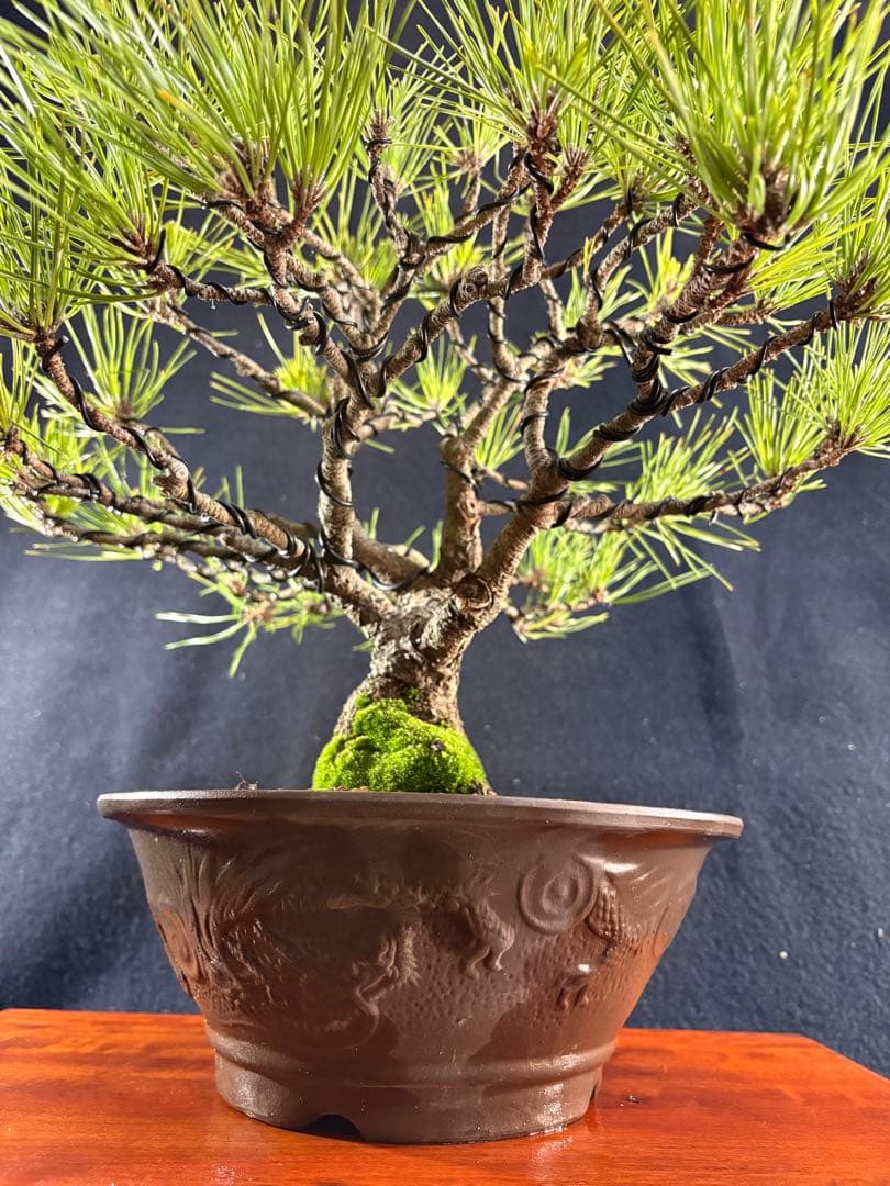貴風盆栽、黒松、模様木(幹太) やや傷や汚れあり
