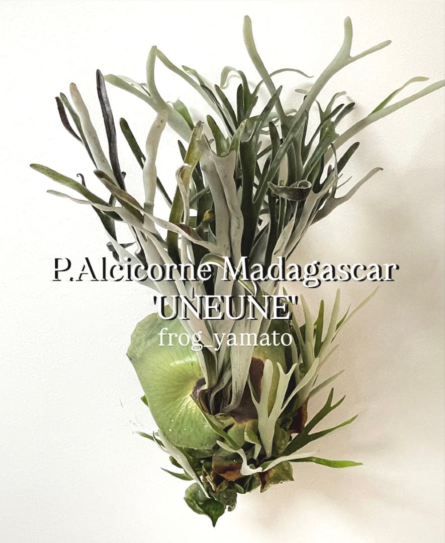 オリジナル ウネウネ UNEUNE alcicorne Madagascar