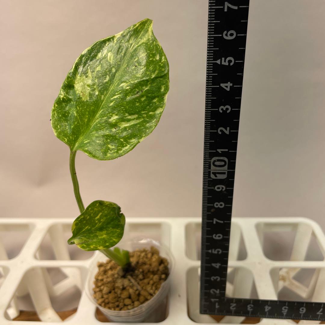 S*u様 ms24モンステラ・エレクトロライト 斑入り 希少種　Electro