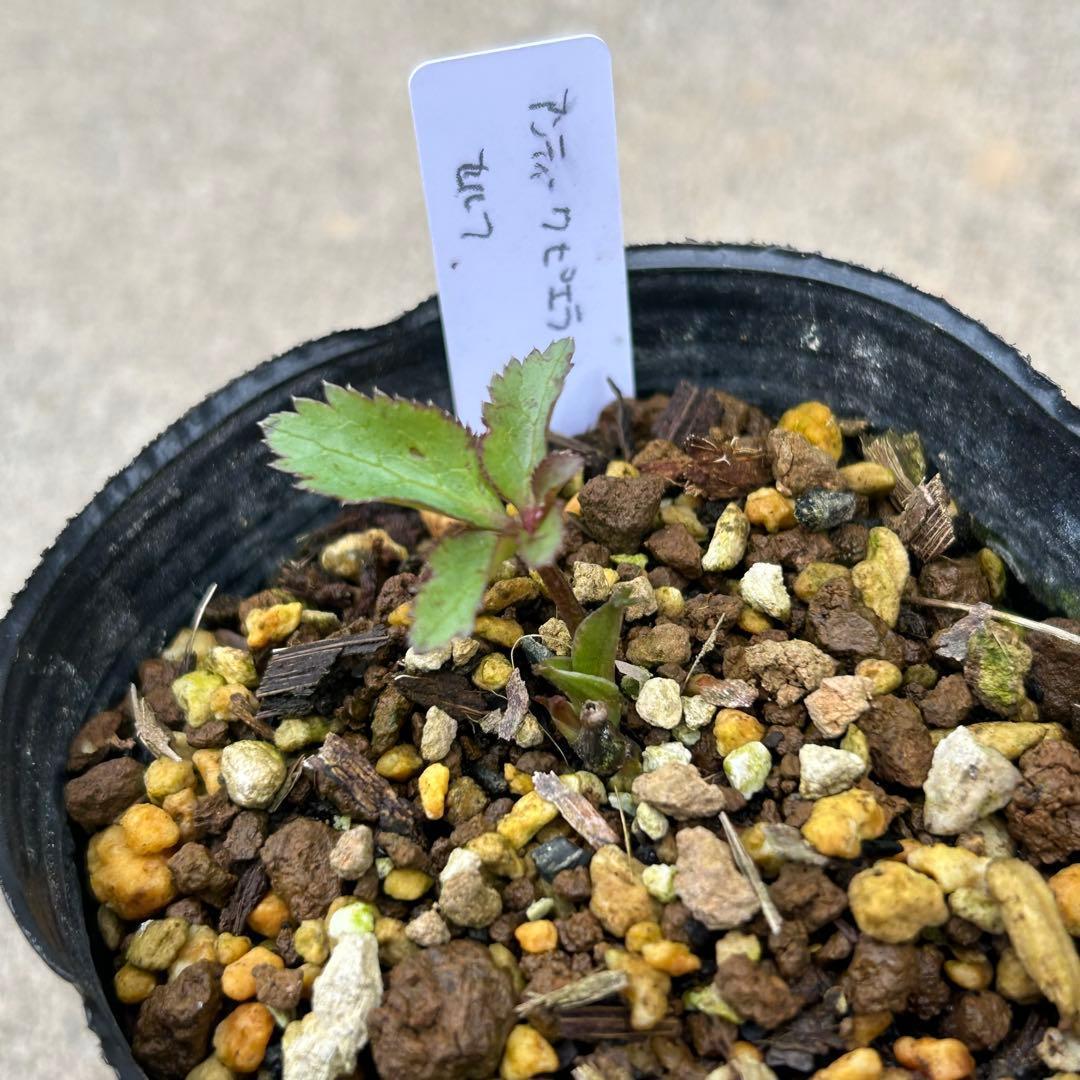 玲雪「新春セール」クリスマスローズ 小苗 かぐや姫×DDオキシ系いろは