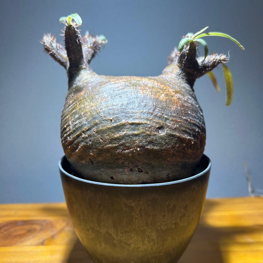 【美株・低重心】パキポディウム・グラキリス　現地球　発根済み