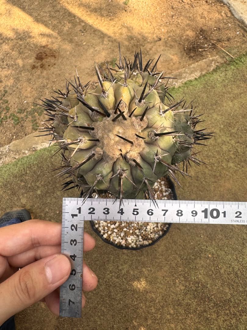 コピアポア 黒王丸 接木 多頭