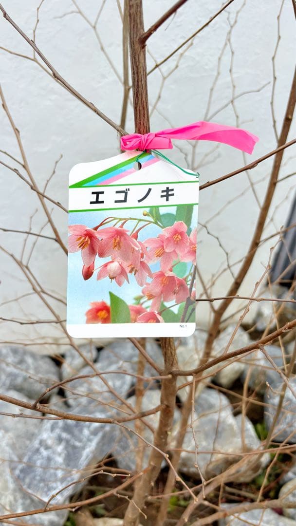 希少。赤花エゴノキピンクチャイム株立ち1.8M(鉢底から)