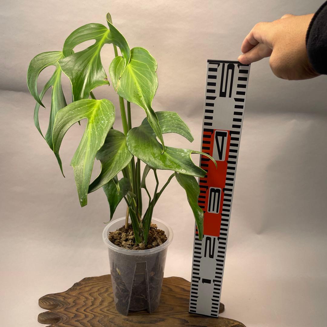 招*6様 a09モンステラ バールマルクスフレーム