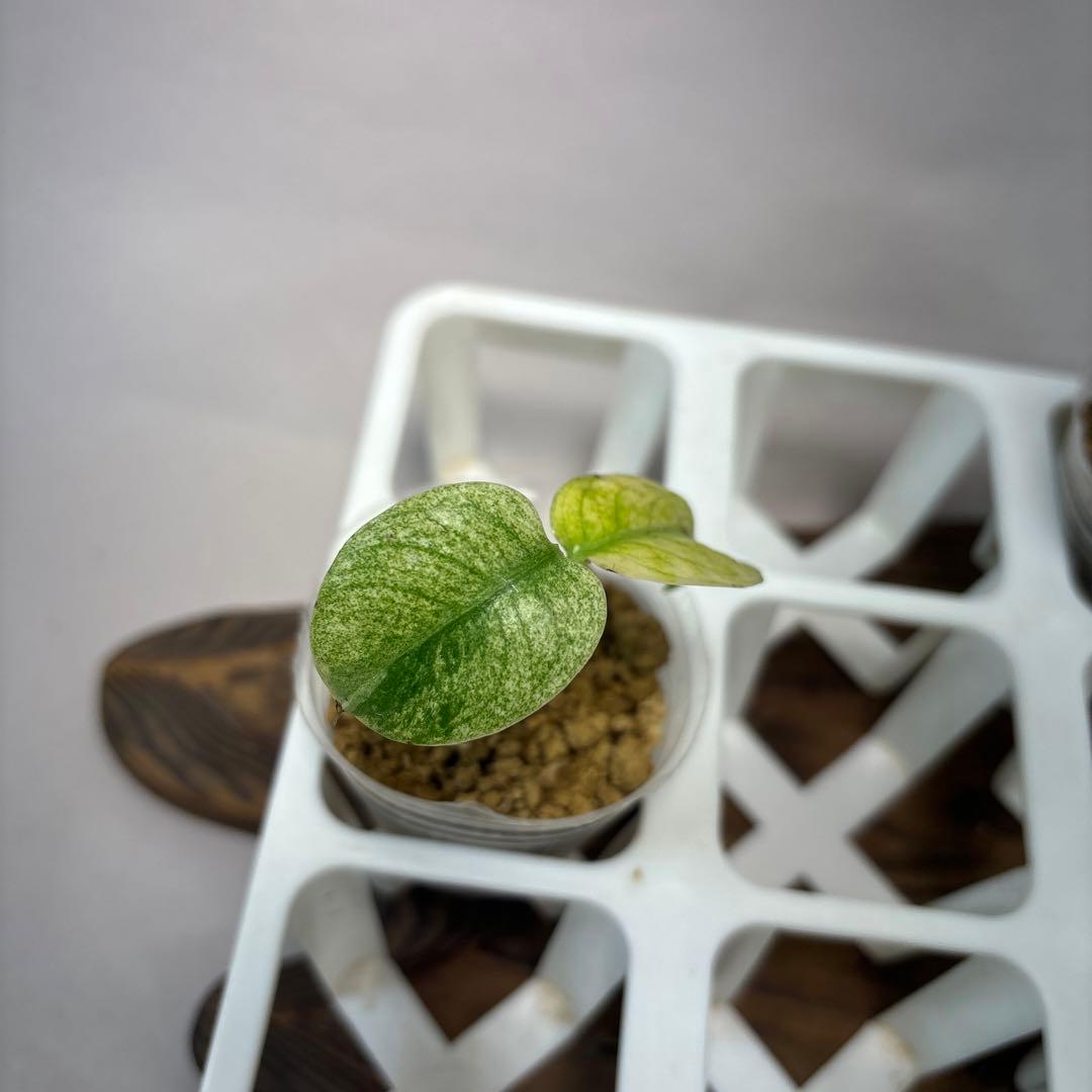 桃*郎様 5株セットms72【特別選抜】ホワイトモンスター／天津蘭 モンステラ斑