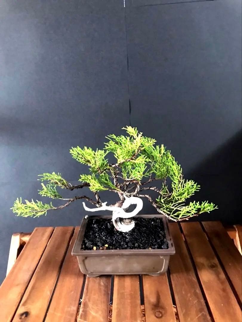 糸魚川真柏盆栽 小品盆栽