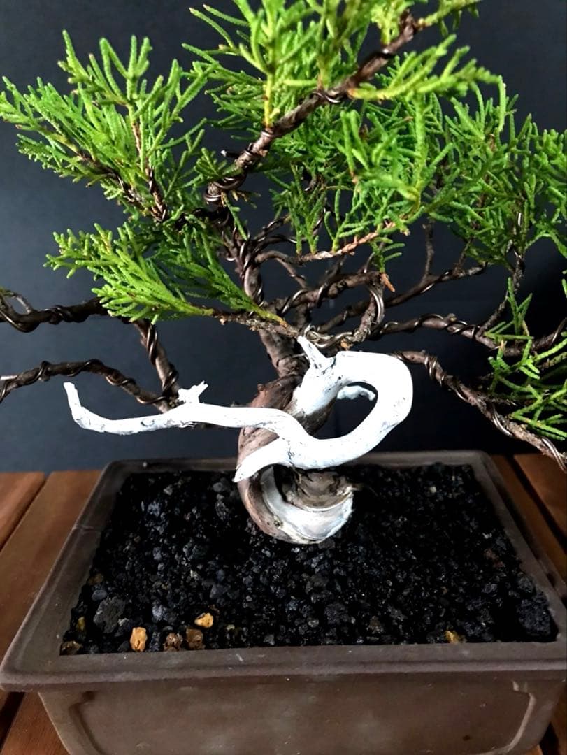 糸魚川真柏盆栽 小品盆栽