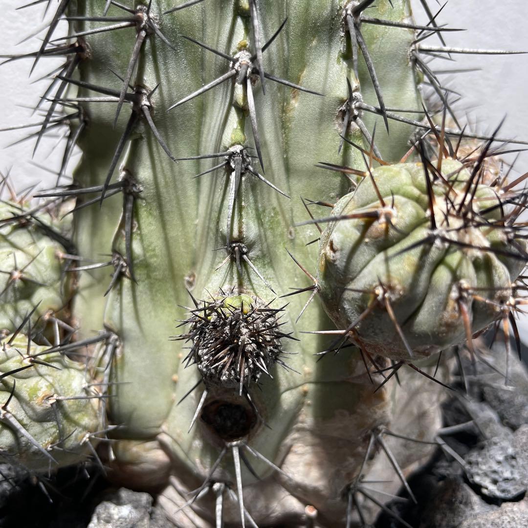 t*e様 黒王丸(16個子株付き)