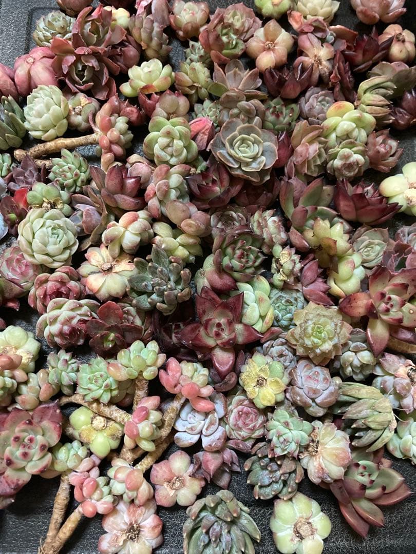 韓国苗 １００苗ちびちゃん詰め合わせ！多肉植物 MIX苗 交配苗など