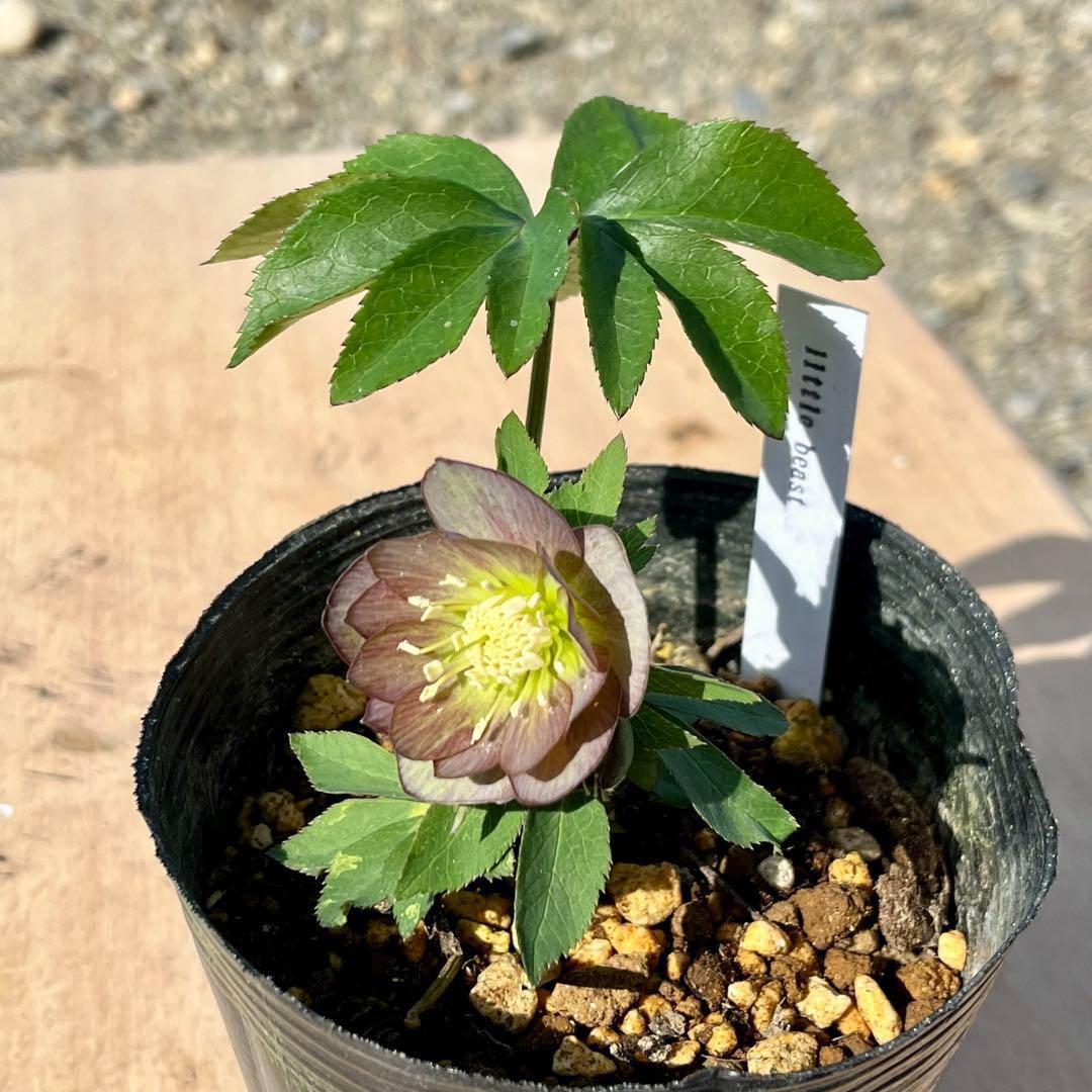 ラ*ク様 ❤️根パンパン❤️沢山新芽元気株❤️3271⭐️超コンパクト超小〜小輪